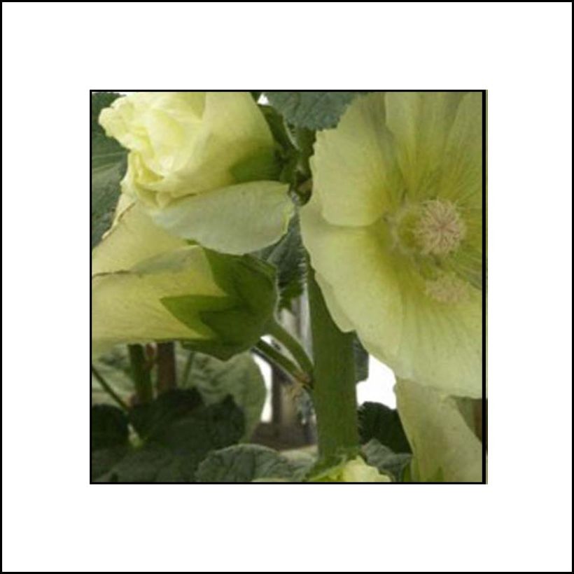 Alcea rosea Sunshine - Stokroos (Flowering)