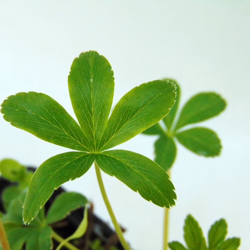 Alchemilla alpina - Alpiene vrouwenmantel (Foliage)