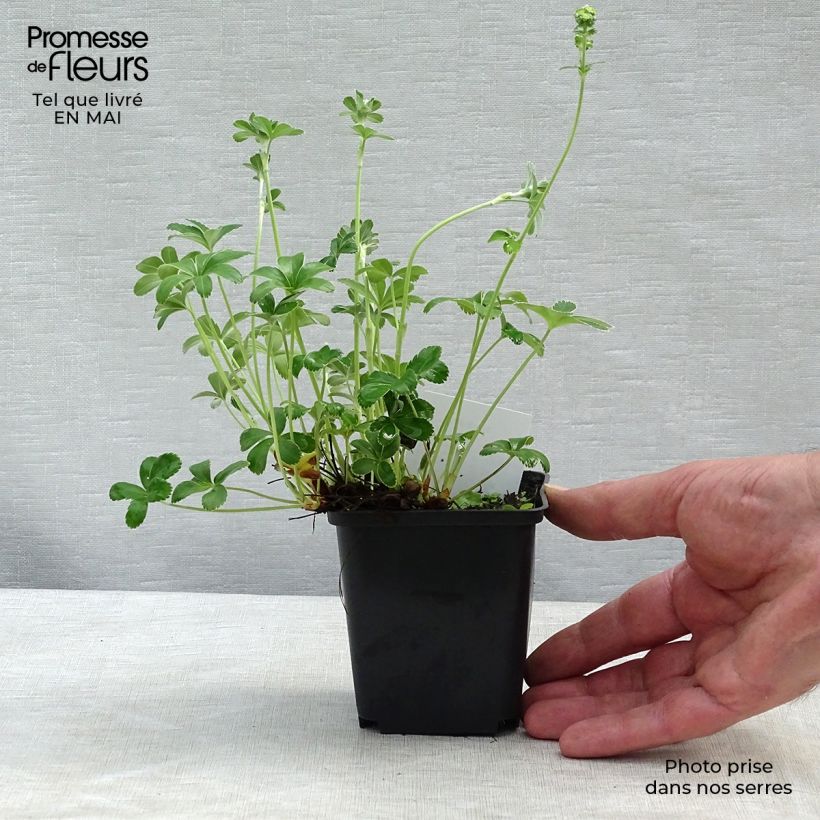 Exemplaar van Alchemilla alpina - Alpiene vrouwenmantel Kweekpotje van 8/9 cm zoals geleverd in de lente