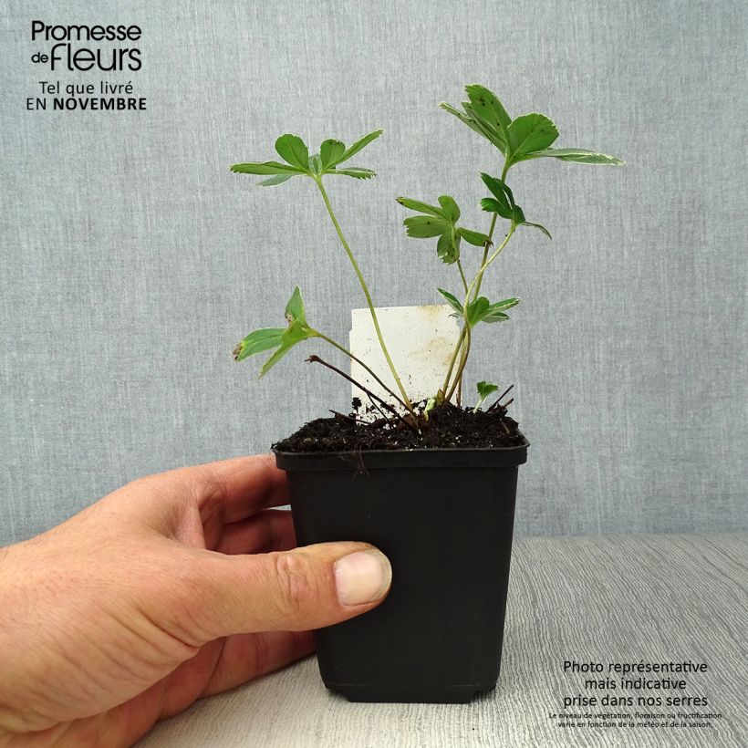 Exemplaar van Alchemilla alpina - Alpiene vrouwenmantel Kweekpotje van 8/9 cm zoals geleverd in de herfst