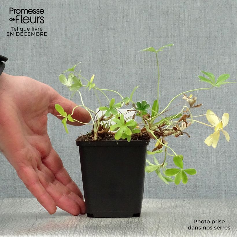 Example of Alchemilla alpina - Alchémille des Alpes Kweekpotje van 8/9 cm as you get in hiver