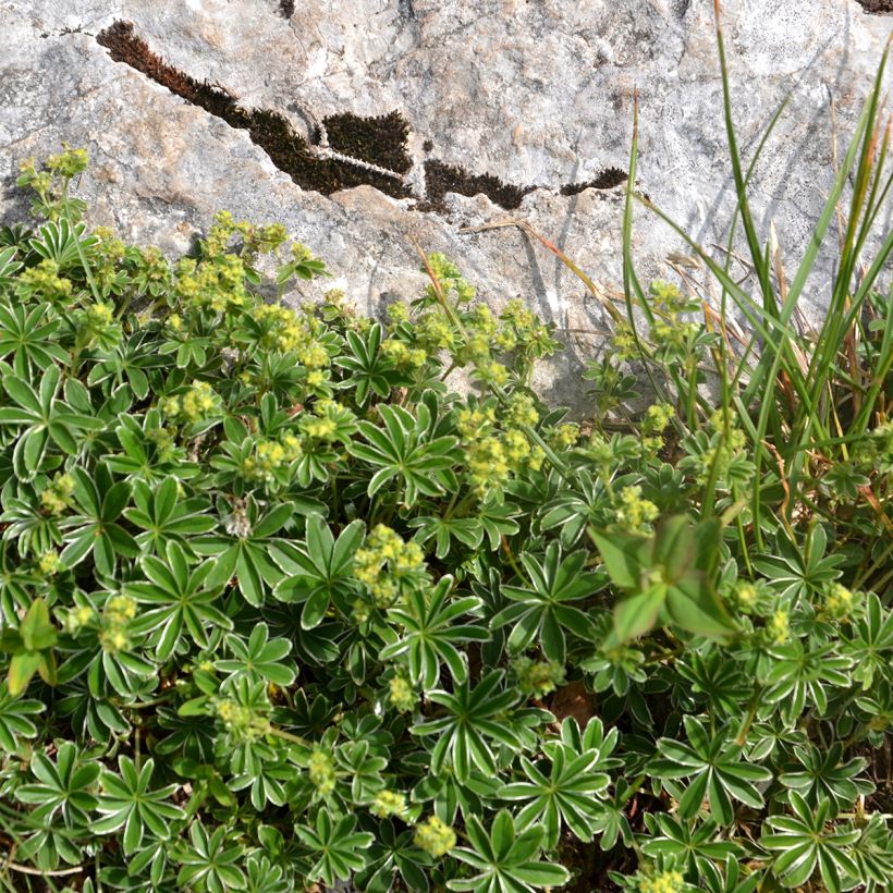 Alchemilla alpina - Alpiene vrouwenmantel (Groeiplaats)