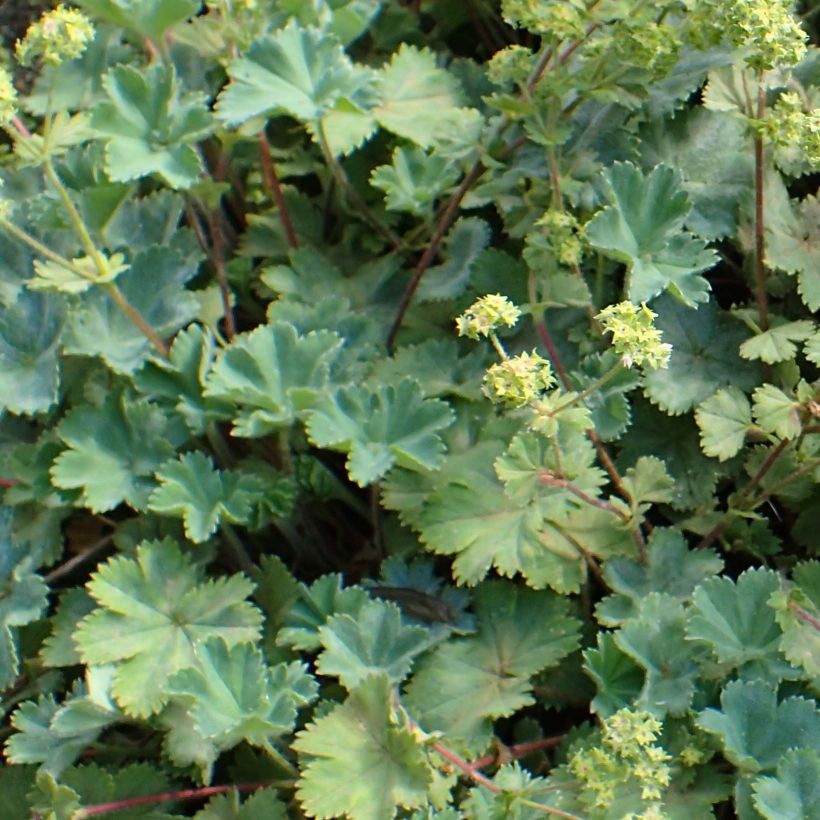 Alchemilla caucasica - Kaukasische vrouwenmantel (Foliage)