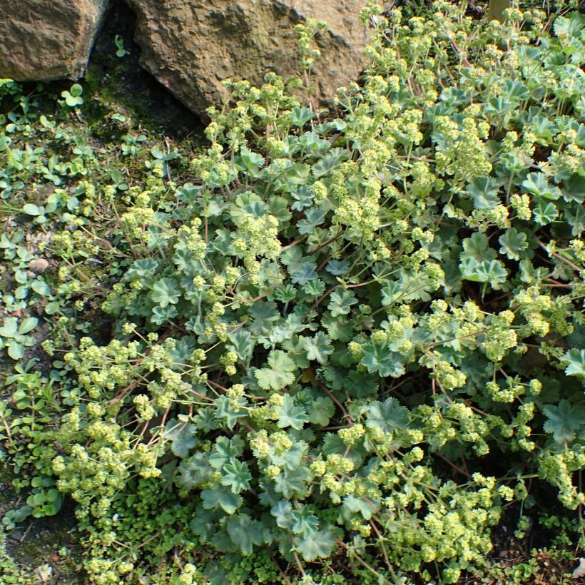 Alchemilla caucasica - Kaukasische vrouwenmantel (Plant habit)