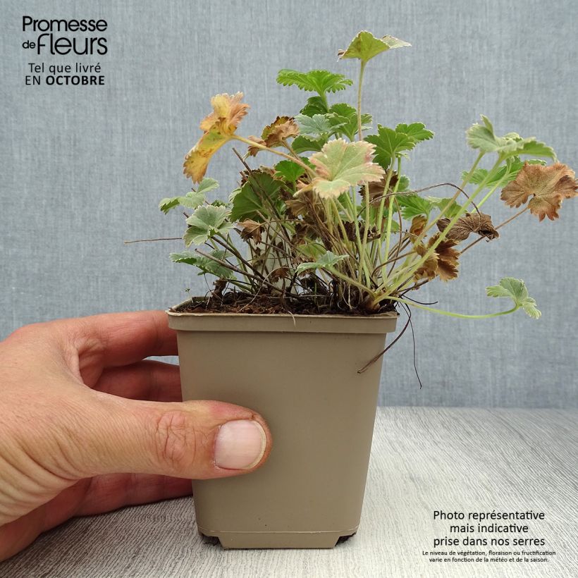 Exemplaar van Alchemilla caucasica - Kaukasische vrouwenmantel Kweekpotje van 8/9 cm zoals geleverd in de herfst