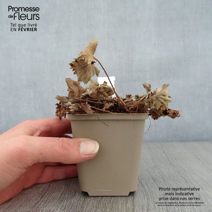 Example of Alchemilla caucasica - Alchémille de Caucase Kweekpotje van 8/9 cm as you get in hiver