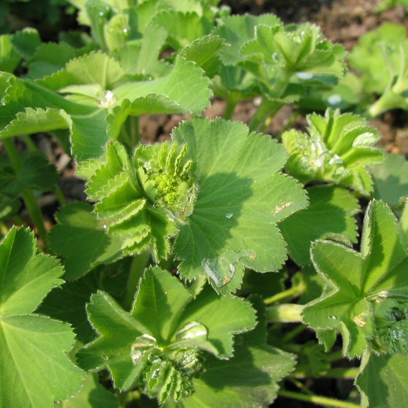 Alchemilla epipsila - Vrouwenmantel (Blad)