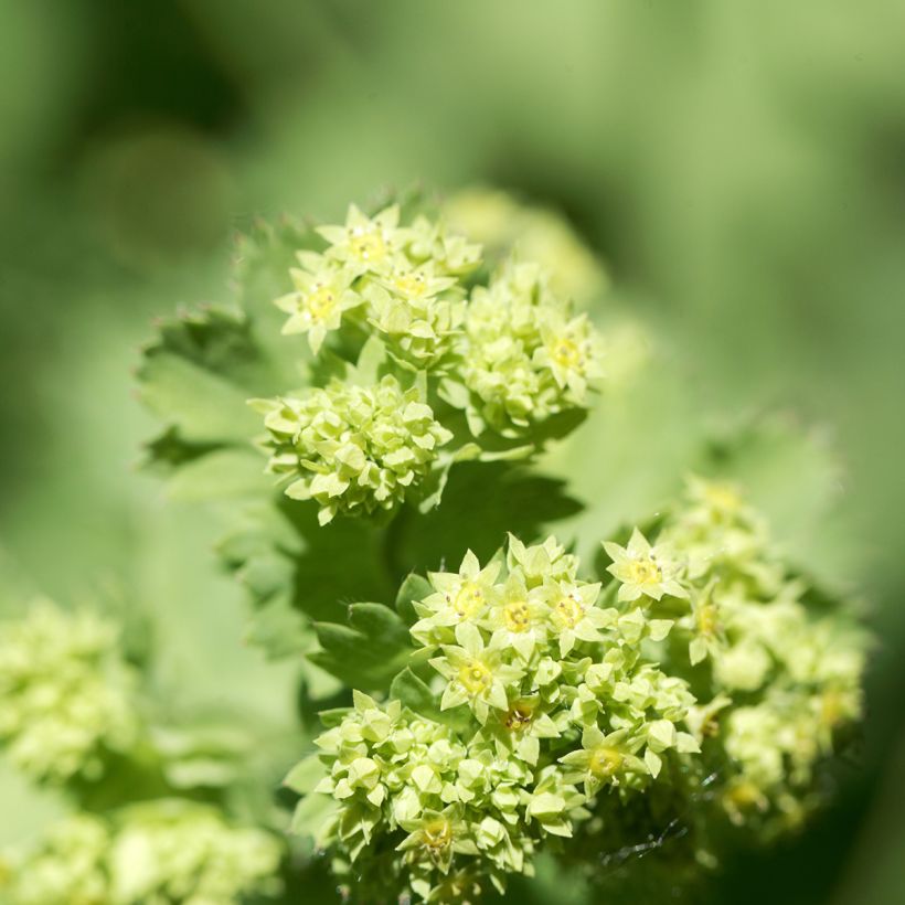 Alchemilla epipsila - Vrouwenmantel (Bloei)