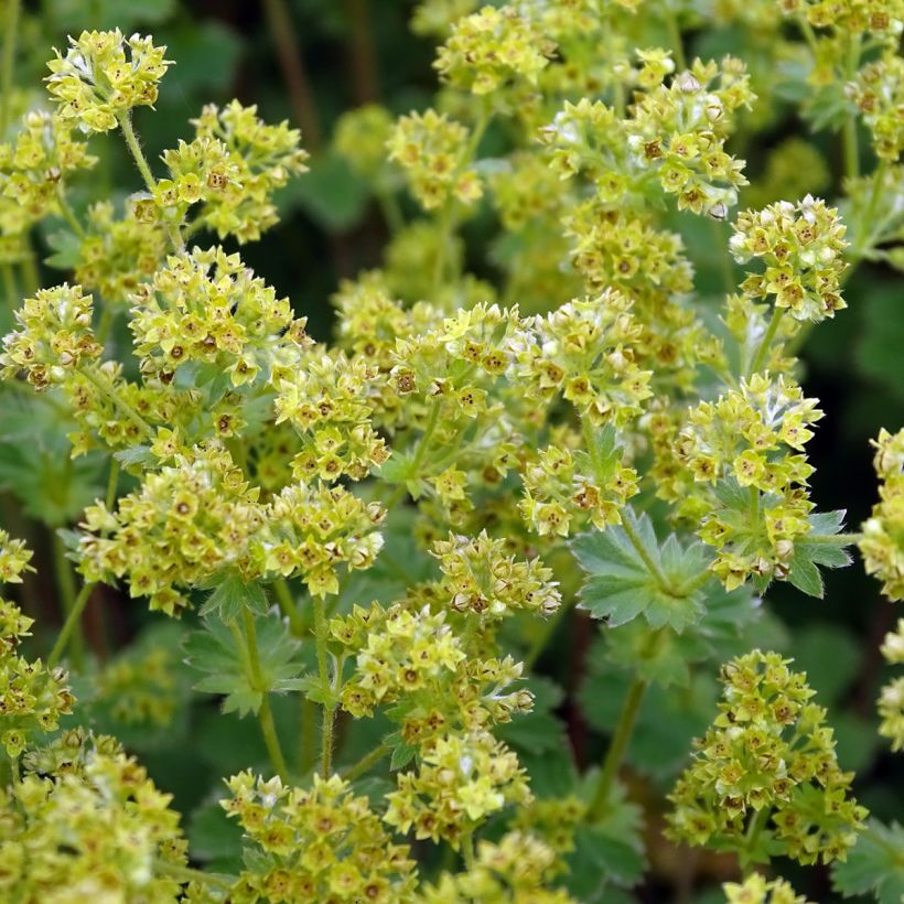 Alchemilla erythropoda - Vrouwenmantel (Flowering)