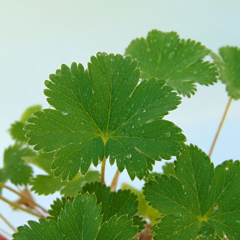 Alchemilla erythropoda - Vrouwenmantel (Foliage)