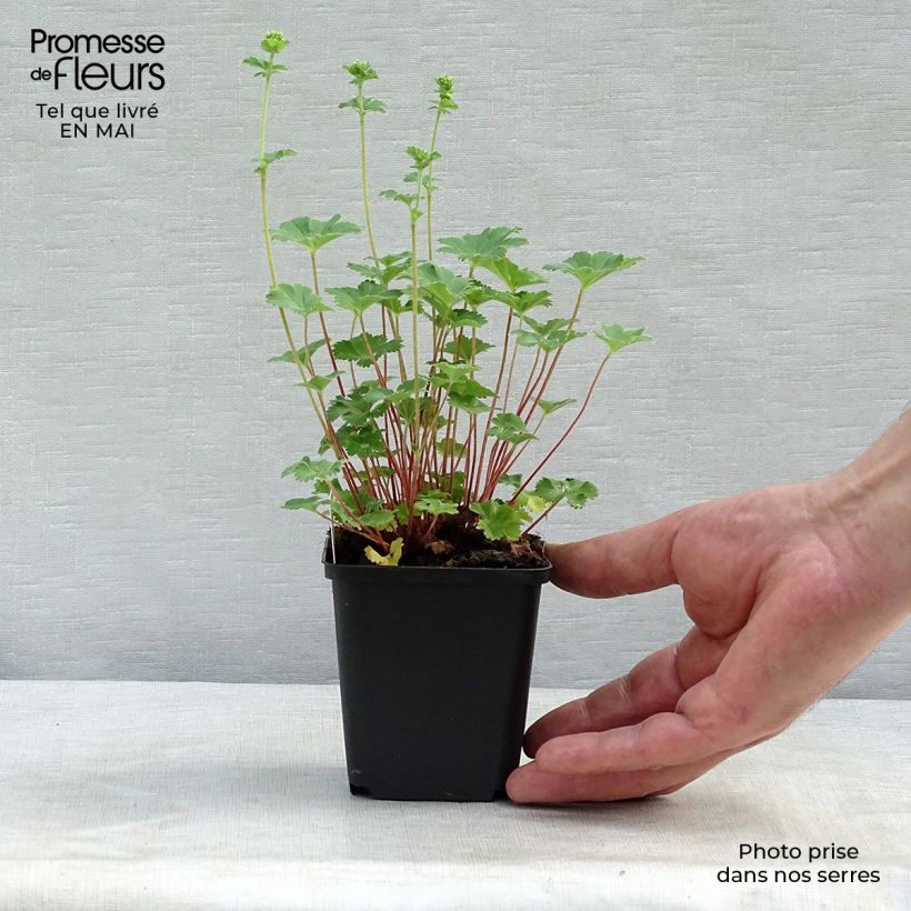 Exemplaar van Alchemilla erythropoda - Vrouwenmantel Kweekpotje van 8/9 cm zoals geleverd in de lente