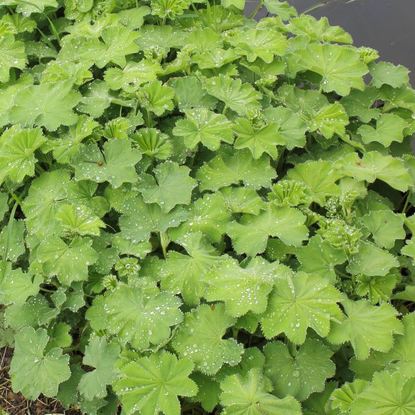 Alchemilla mollis Thriller - Vrouwenmantel (Foliage)
