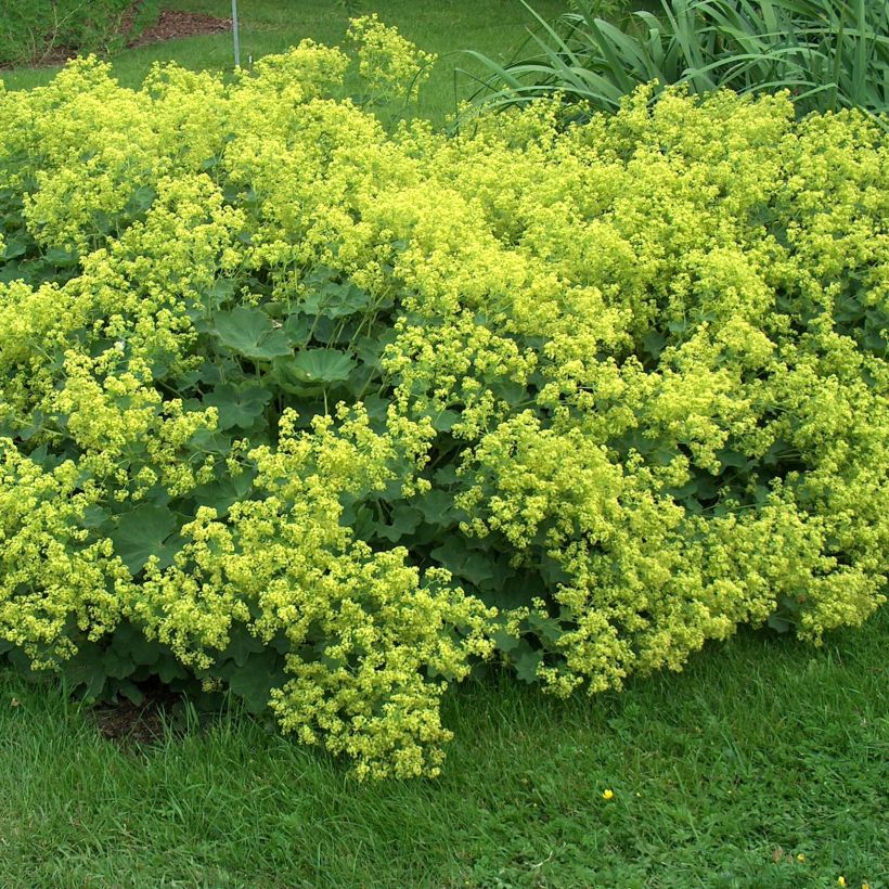 Alchemilla mollis Thriller - Vrouwenmantel (Plant habit)