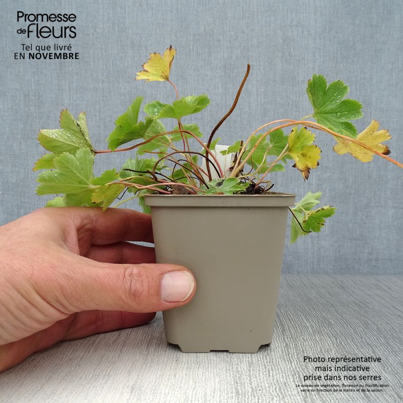Exemplaar van Alchemilla sericata Gold Strike - Vrouwenmantel Kweekpotje van 8/9 cm zoals geleverd in de herfst