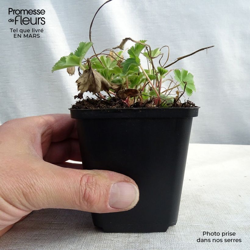 Example of Alchemilla sericata Gold Strike - Alchemille Kweekpotje van 8/9 cm as you get in hiver