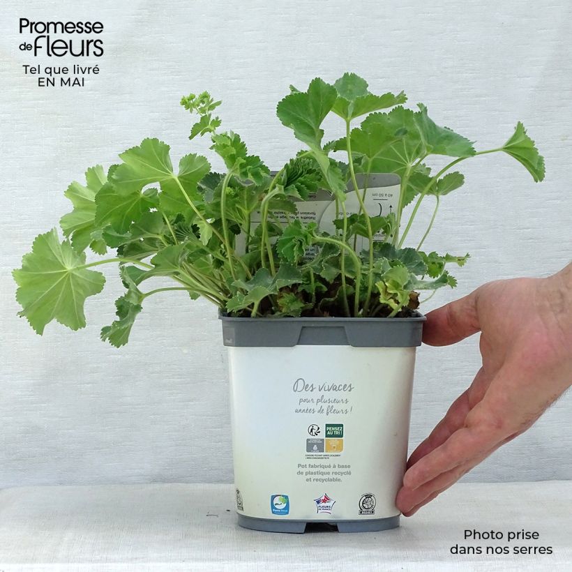 Exemplaar van Alchemilla mollis Thriller - Vrouwenmantel Pot van 2 l/3 l zoals geleverd in de lente