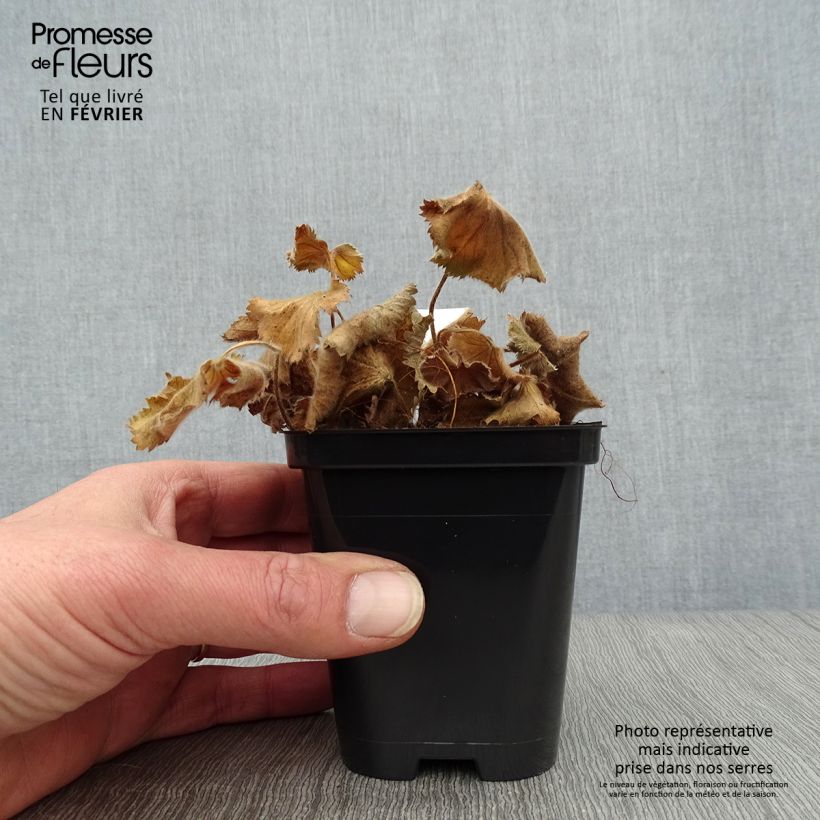 Example of Alchemilla mollis Thriller - Vrouwenmantel Kweekpotje van 8/9 cm as you get in hiver