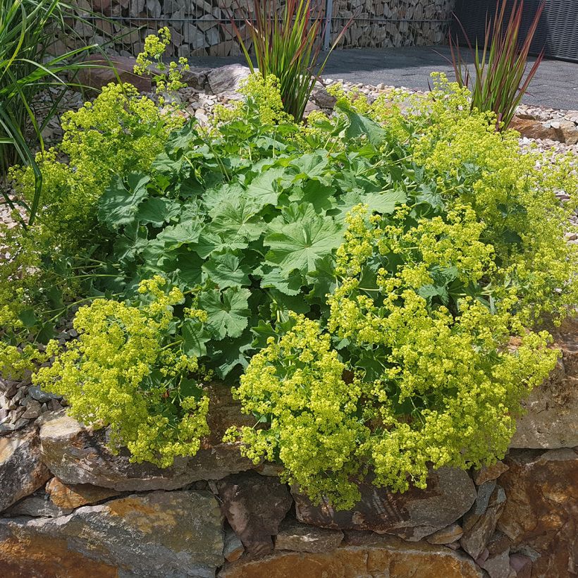 Alchemilla mollis - Vrouwenmantel (Groeiplaats)