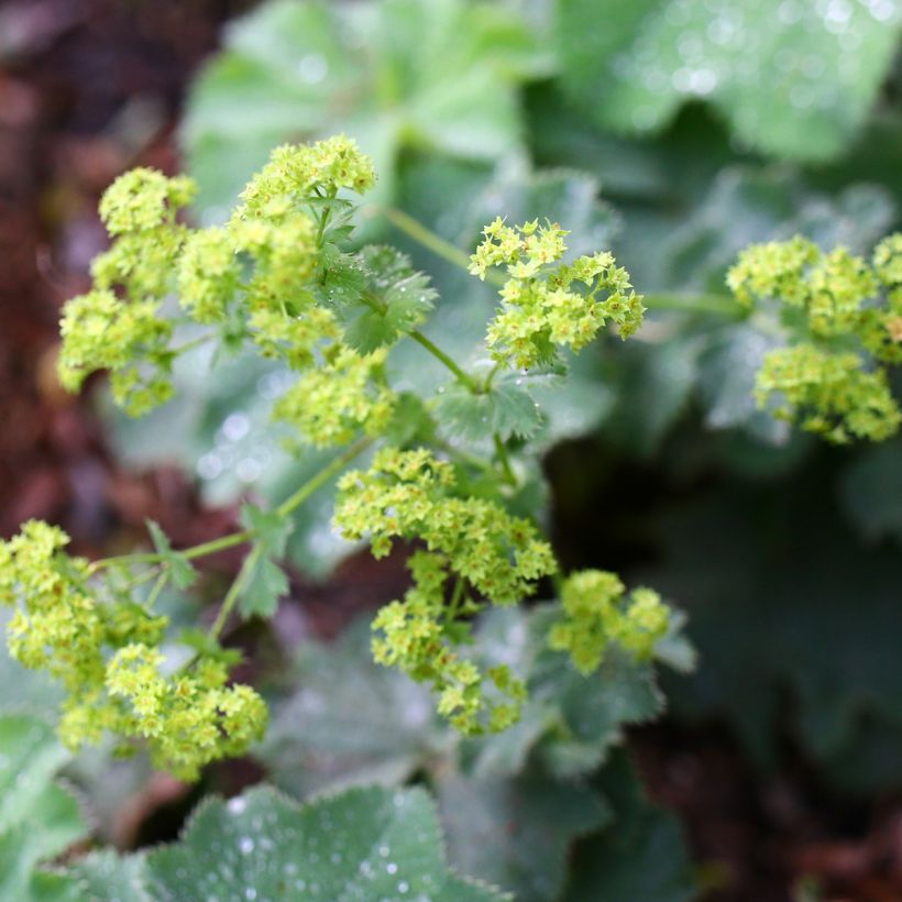 Alchemilla vulgaris - Spitslobbige vrouwenmantel (Bloei)