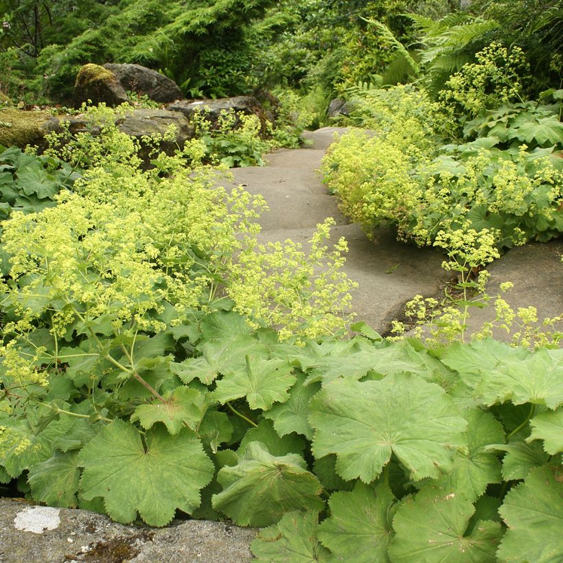 Alchemilla vulgaris - Spitslobbige vrouwenmantel (Groeiplaats)