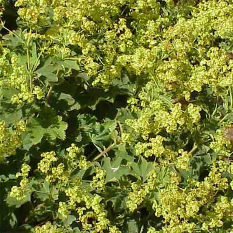 Alchemilla vulgaris - Spitslobbige vrouwenmantel (Flowering)
