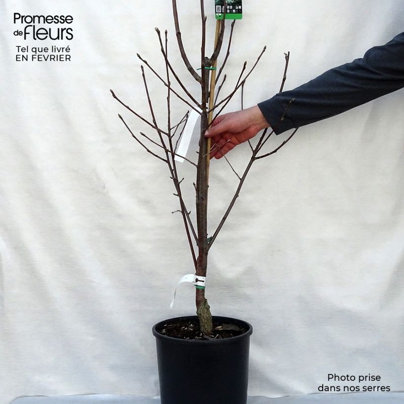 Example of Alisier blanc - Sorbus aria Lutescens Pot van 12 l/15 l as you get in hiver