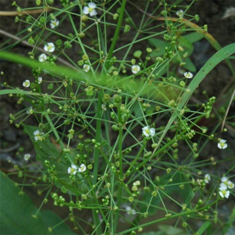 Alisma parviflora - Rondbladige waterweegbree (Flowering)
