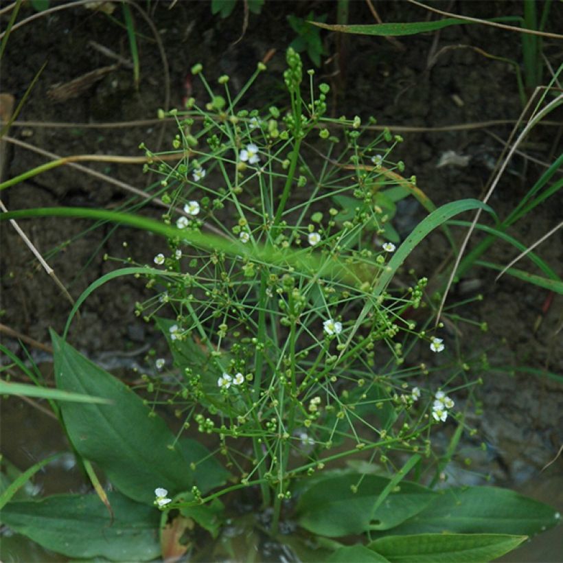 Alisma parviflora - Rondbladige waterweegbree (Plant habit)