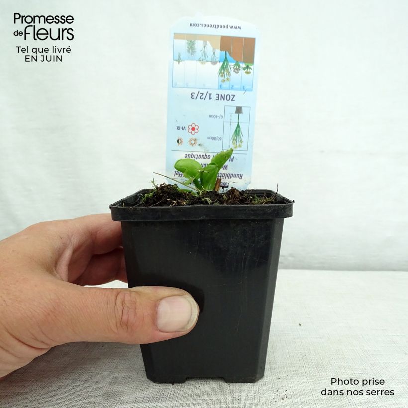 Exemplaar van Alisma parviflora - Rondbladige waterweegbree Kweekpotje van 8/9 cm zoals geleverd in de zomer
