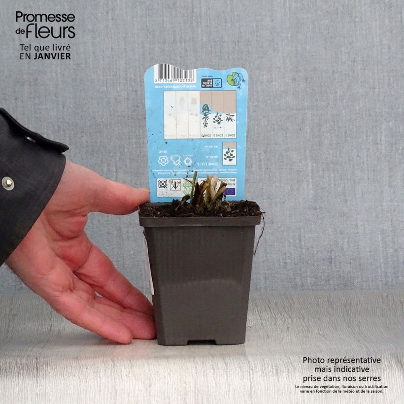 Example of Alisma parviflora - Plantain d'eau Kweekpotje van 8/9 cm as you get in hiver