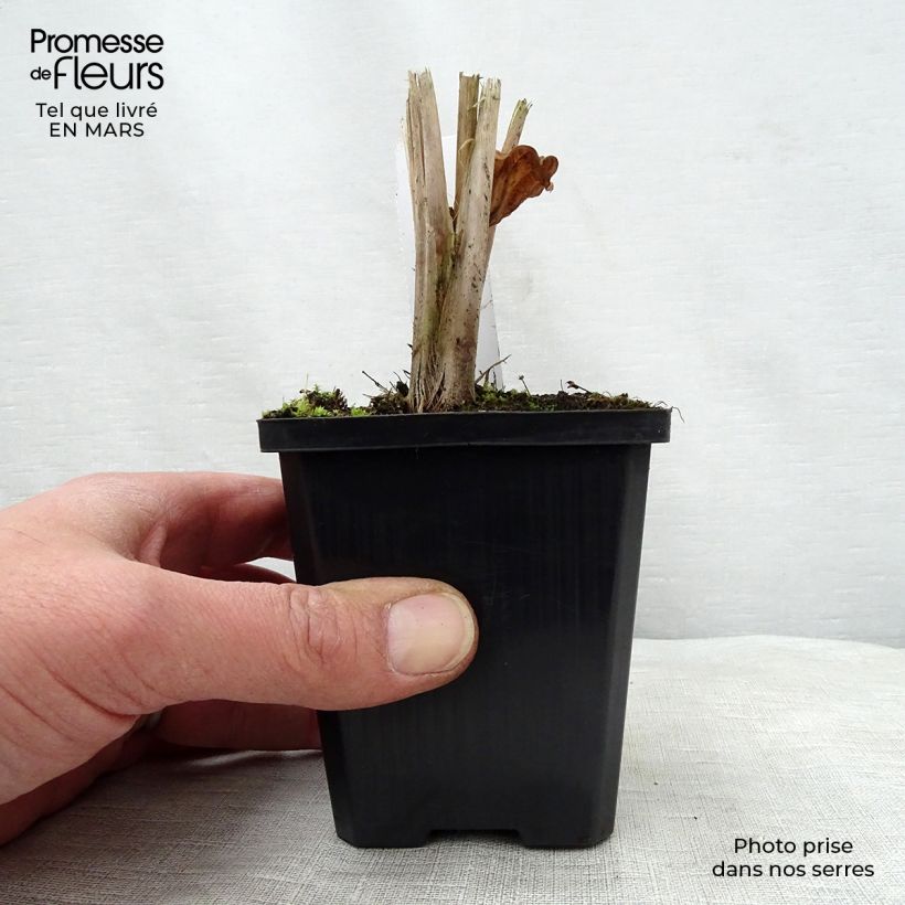 Exemplaar van Alisma parviflora - Rondbladige waterweegbree Kweekpotje van 8/9 cm zoals geleverd in de lente