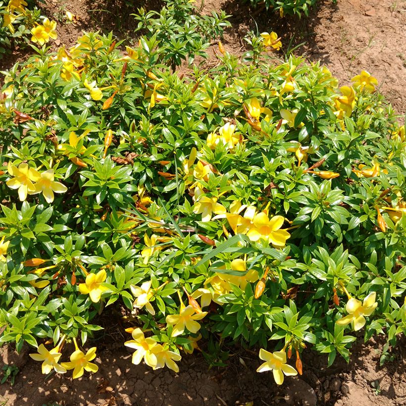 Allamanda cathartica - Gouden trompet (Groeiplaats)