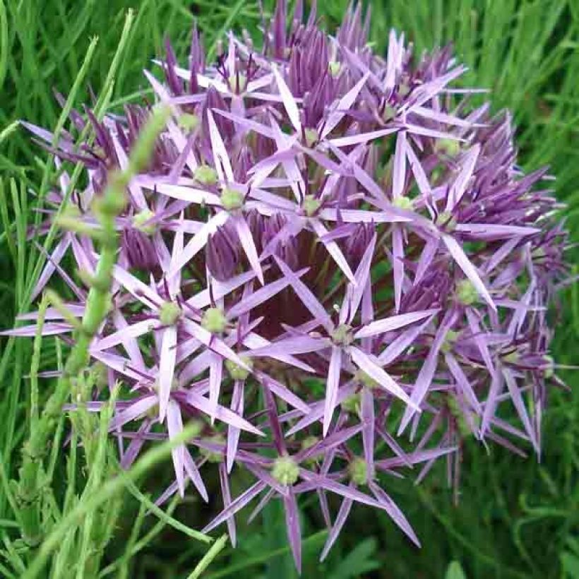 Allium christophii - Sterrenlook (Flowering)