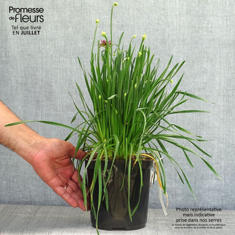 Exemplaar van Allium Millenium - Sierui Pot van 2 l/3 l zoals geleverd in de zomer
