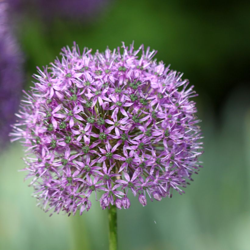 Allium Statos - Sierui (Bloei)