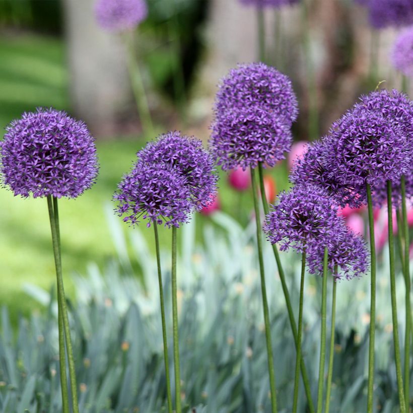 Allium Statos - Sierui (Groeiplaats)
