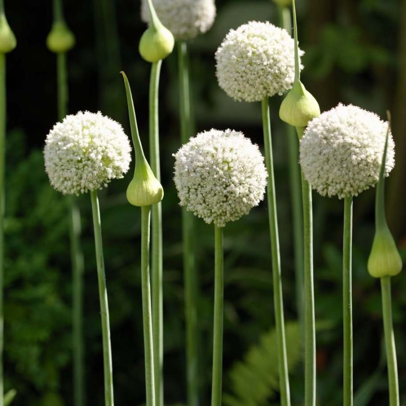 Allium ampeloprasum White Cloud - Olifantenlook (Groeiplaats)