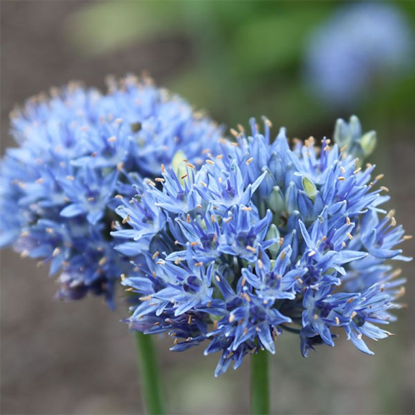 Allium caeruleum - Blauwe sierui (Bloei)