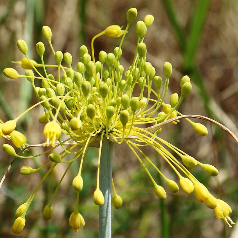 Allium chloranthum Yellow Fantas - Sierui (Bloei)