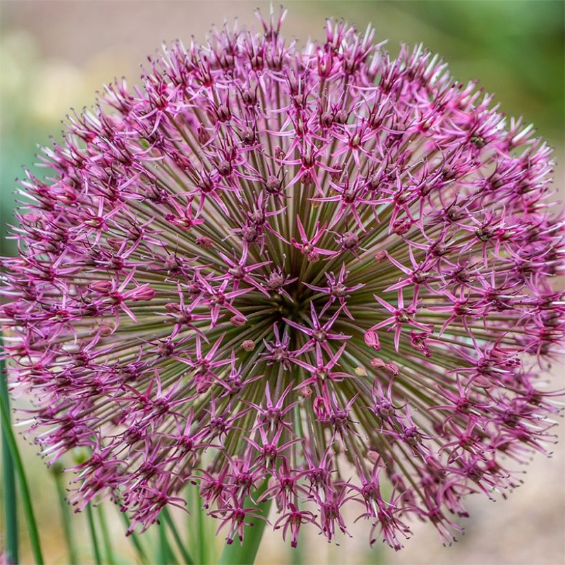 Allium karataviense Red Giant - Puinlook (Bloei)