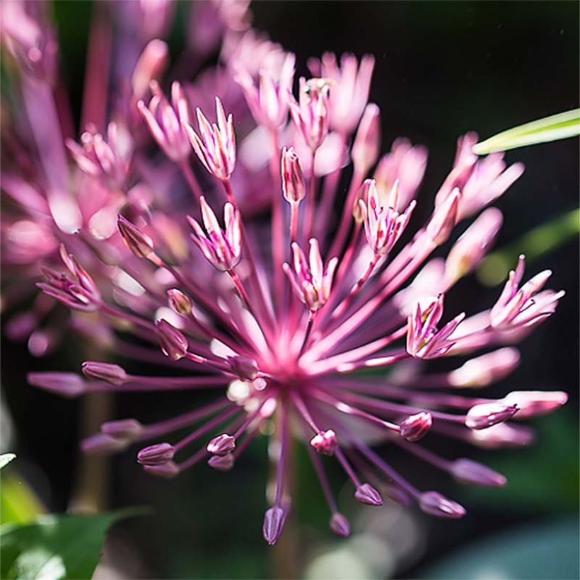 Allium nevskianum - Sierui (Bloei)