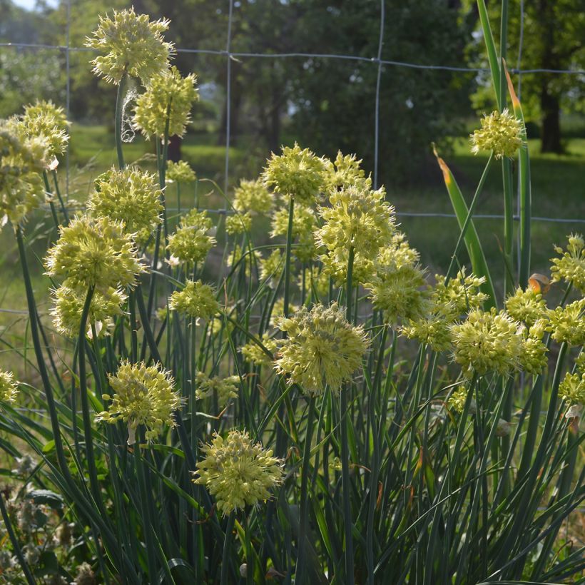 Allium obliquum - Siberische knoflook (Groeiplaats)