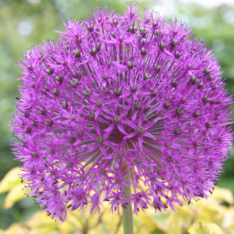 Allium rosenbachianum - Sierui (Bloei)