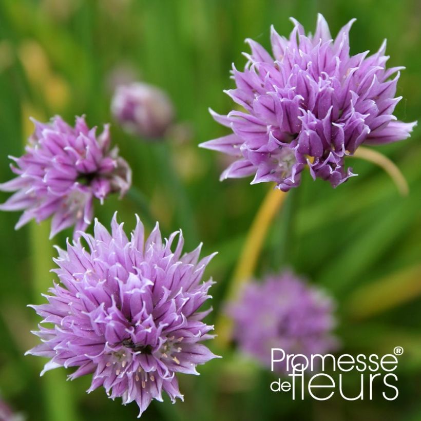 Allium schoenoprasum Rising Star - Bieslook (Flowering)
