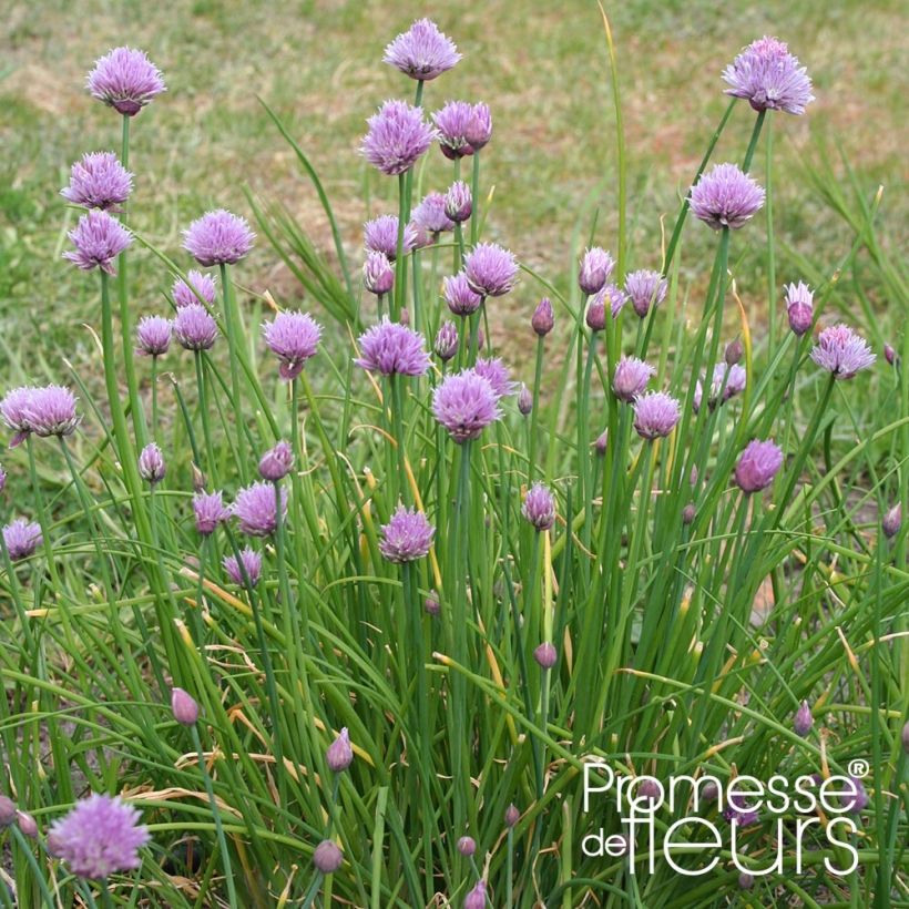 Allium schoenoprasum Rising Star - Bieslook (Plant habit)