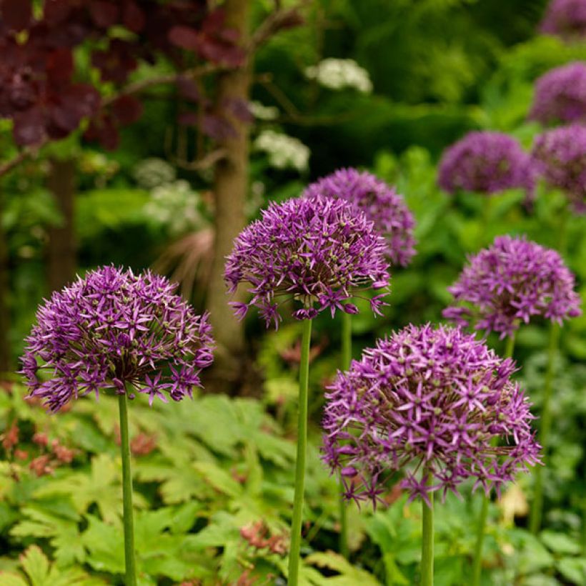Allium stipitatum Violet Beauty - Sierui (Bloei)