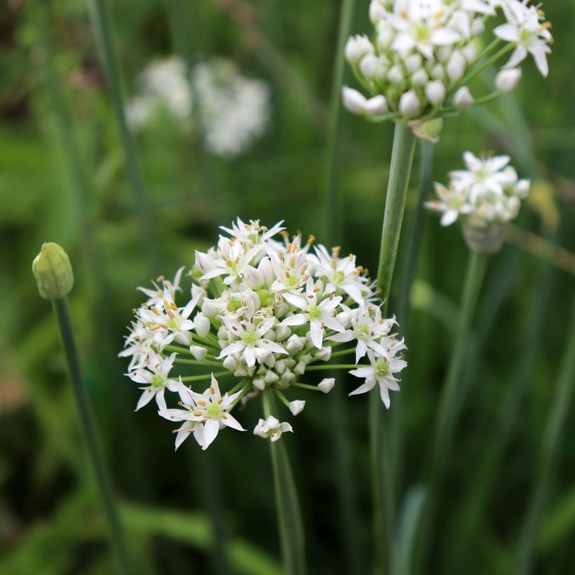 Allium tuberosum Cliffs of Dover - Chinese bieslook (Bloei)