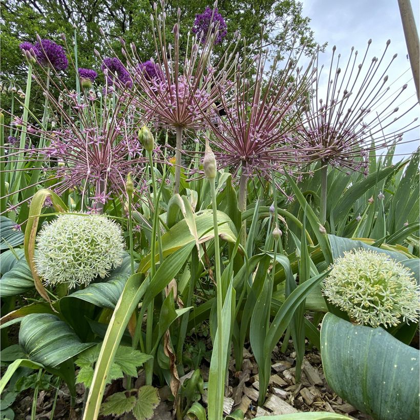 Allium schubertii - Sierui (Groeiplaats)
