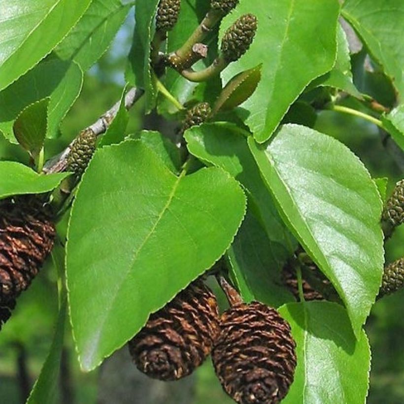 Alnus cordata - Hartbladige els (Foliage)
