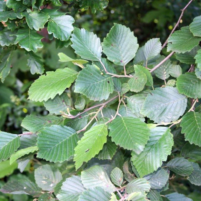 Alnus incana - Witte els (Foliage)